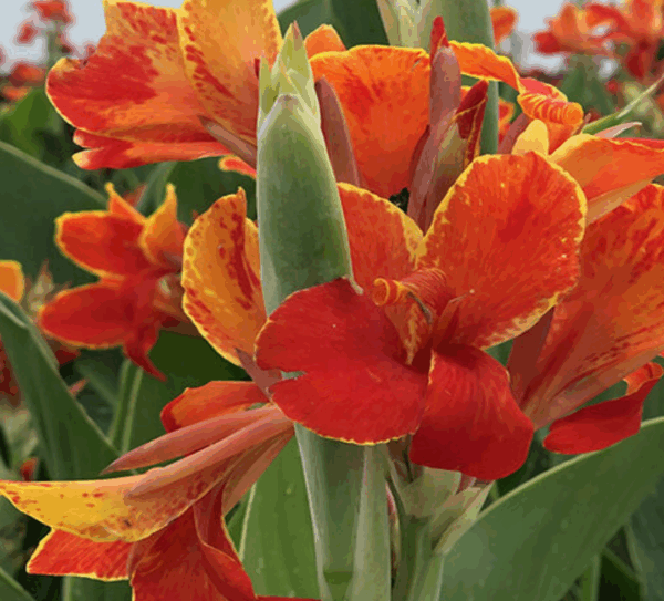 Canna, Madeira