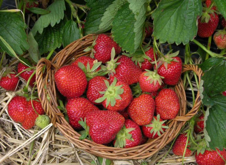 Strawberry, Sparkle A+ Garden Center Duluth, Minnesota Plants