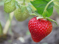 Strawberry, Fort Laramie