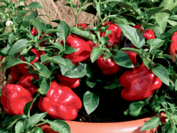 Pepper, Sweet Redskin