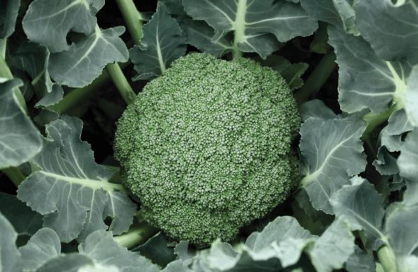 Broccoli, Destiny