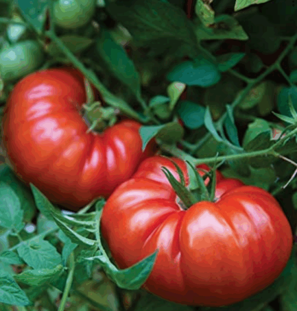 Steakhouse Tomato