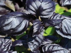 Basil, Amethyst (Dark Purple)