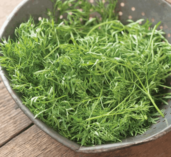 Cilantro, Confetti