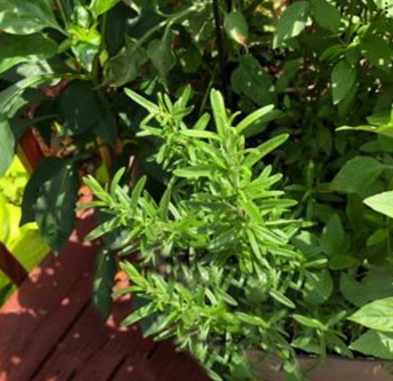 Rosemary, Spice Island A+ Garden Center Duluth, Minnesota Plants