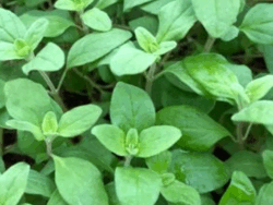 Oregano, Sweet Marjoram