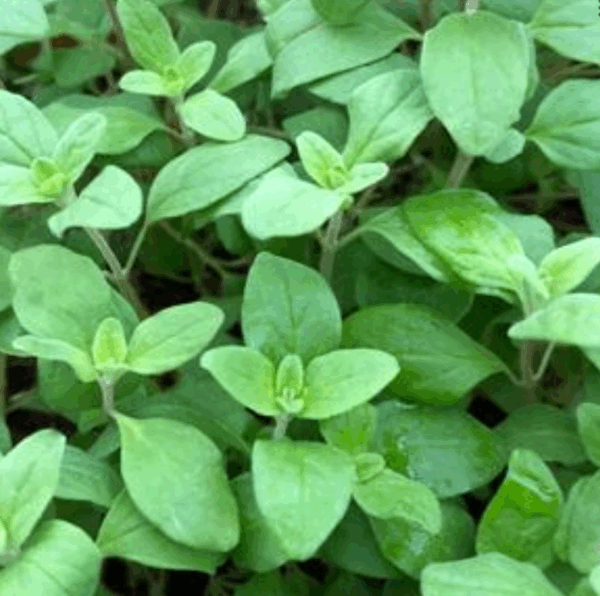 Oregano, Sweet Marjoram