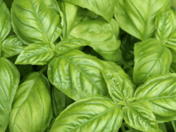 Basil, Italian Large Leaf
