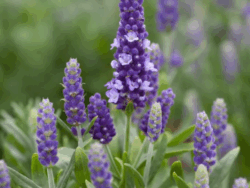 Lavender, Blue Spear