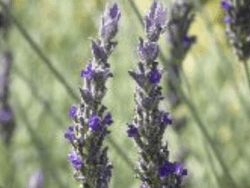 Lavender, Goodwin Creek Grey