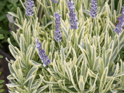 Lavender, Platinum Blonde