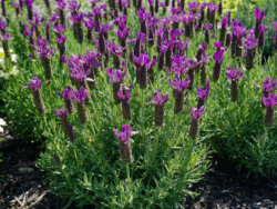 Lavender, Stoechas Primavera