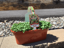 Basil Lovers Oval Planter