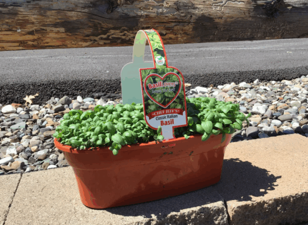 Basil Lovers Oval Planter
