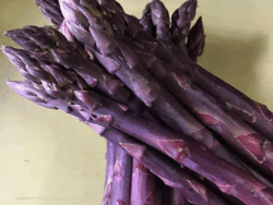 Asparagus, Purple Passion