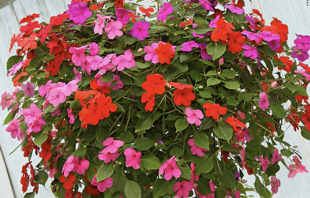 Impatiens A+ Garden Center Duluth, Minnesota Plants, Trees