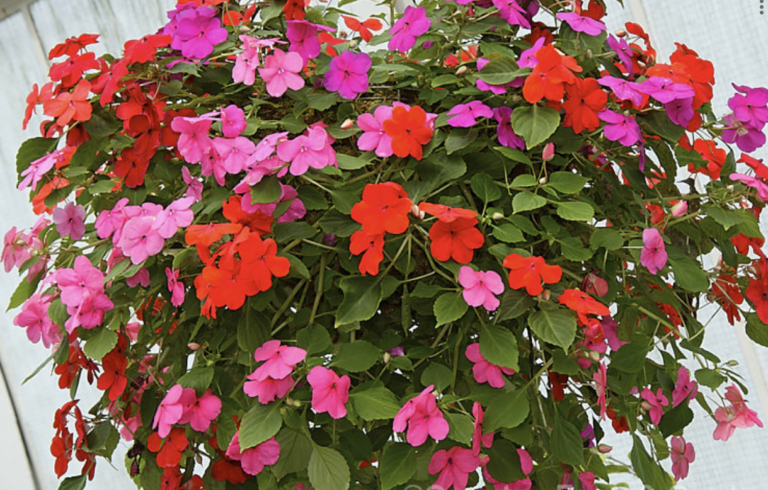 Impatiens - A+ Garden Center | Duluth, Minnesota | Plants, Trees ...