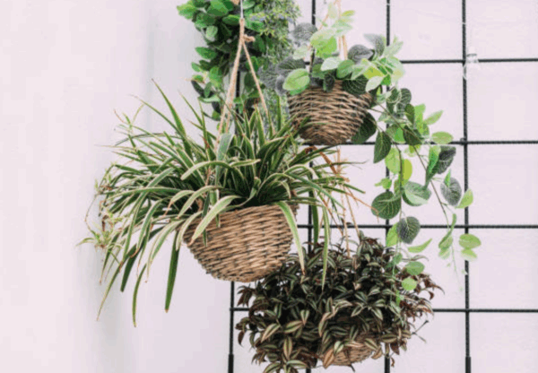 House Plants