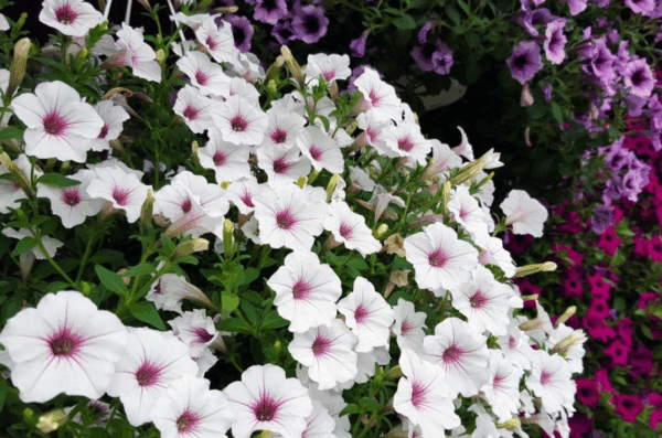 Petunia