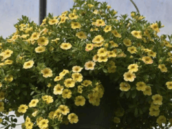 Superbells/Calibrachoa