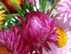 Bracteantha (Straw Flower)