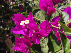 Bougainvillea