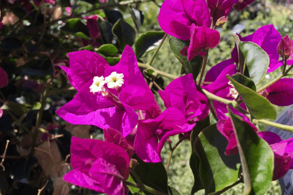 Bougainvillea