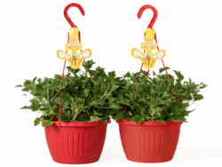 Citronella Mosquito Plant