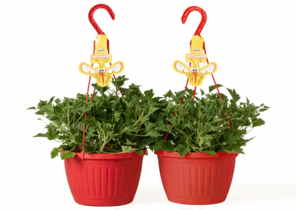 Citronella Mosquito Plant