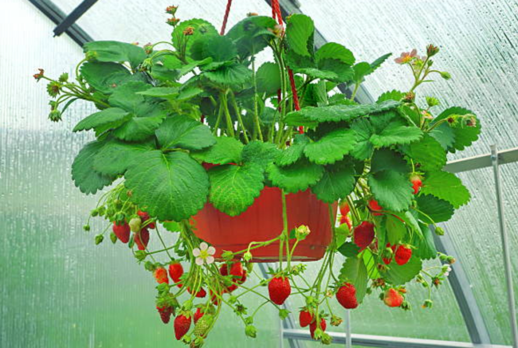 Strawberry A+ Garden Center Duluth, Minnesota Plants, Trees