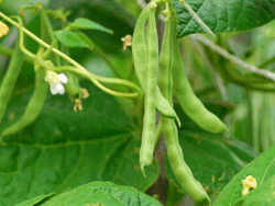 Pole Beans