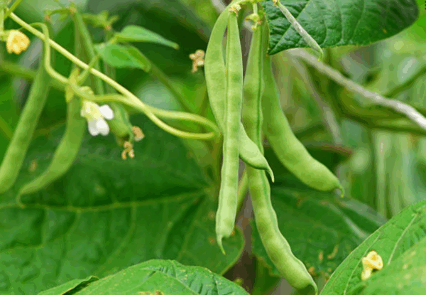 Pole Beans