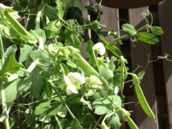 Sugar Snap Peas