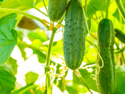 Cucumber