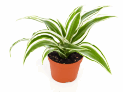 Dracaena
