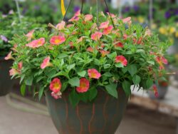 Superbells/Calibrachoa