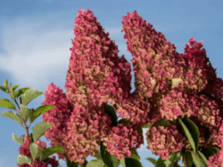 Hydrangea, First Editions® Berry White® Panicle