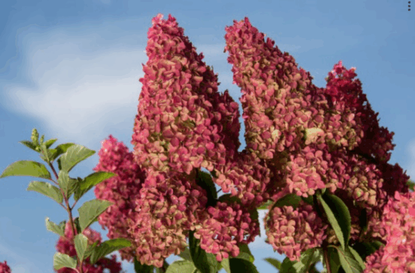 Hydrangea, First Editions® Berry White® Panicle