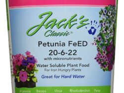 Jack's Petunia Feed