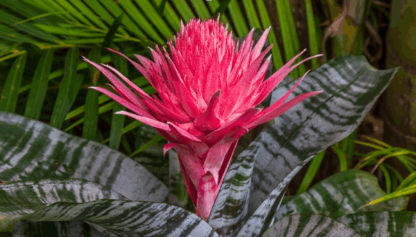 Bromeliad, Fasciata Primera