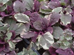 Ajuga, Burgundy Glow