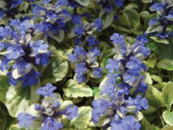 Ajuga, Golden Glow