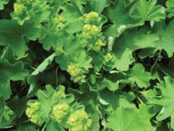 Alchemilla Molis, Gold Strike