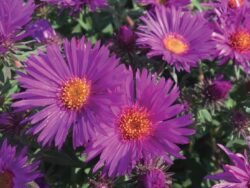 Aster, Purple Dome