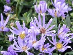 Aster, Wood's Light Blue