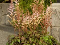 Astilbe, Color Flash