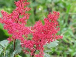 Astilbe, Montgomery