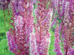 Astilbe, Taquetii