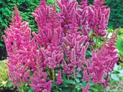 Astilbe, Visions Chinensis