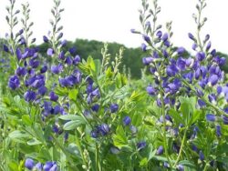 Baptisia, Decadence® Blueberry Sundae False Indigo